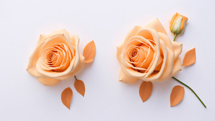 Orange rose on white background. Flat lay, top view, copy space.