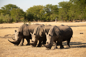 White (Square-lipped) Rhinoceros