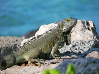 Iguana on the rock beach.