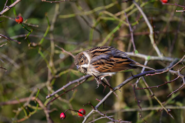 Female Reed bunting, Emberiza schoeniclus, perched on a bush twig