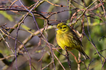 Male Yellowhammer, Emberiza citrinella, perched on a bush