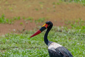 wildlife at lake Manyara in Tanzania
