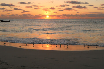 Group of sand pipers waiting for sunrise at the beach in Playa del Carmen, Mexico