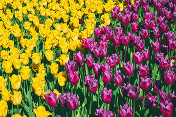 Spring carpet picture of purple and yellow golden tulips in the park, plantation