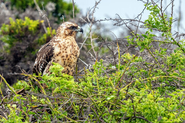 Galapagos Hawk (Buteo galapagoensis) on Santa Fe Island, Galapagos national park, Ecuador.