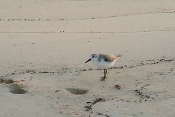 Little sand piper at blue hour in Playa del Carmen, Mexico