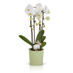 Orchid flowers in pots cut out isolated transparent background