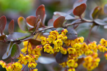 Bright yellow flowers on the branch of Berberis thunbergii in spring. Natural beauty of elegant twig of red barberry. Soft focus. Seasonal wallpaper for design. Blossom of Japanese barberry.