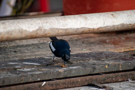 The Oriental Magpie Robin Searching for its Prey on a cold Winter Afternoon in the city of Pune, India 