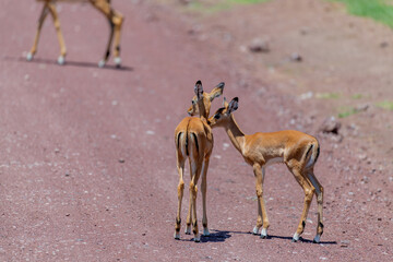 wildlife at lake Manyara in Tanzania