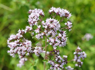 Summer flowering Origanum vulgare