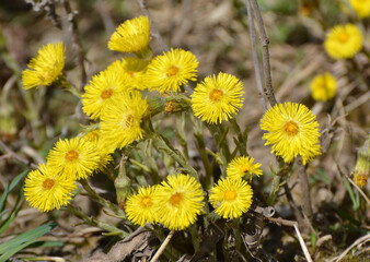 In nature, bloom early spring plant coltsfoot (Tussilago farfara)