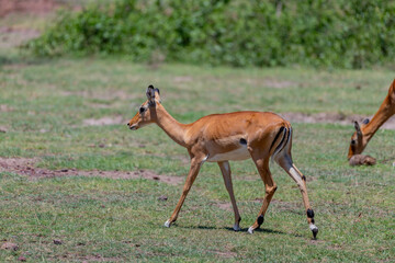 wildlife at lake Manyara in Tanzania