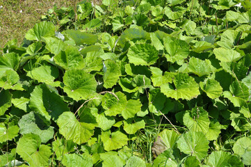 Tussilago farfara grows in nature