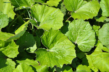 Tussilago farfara grows in nature