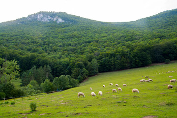 Fototapeta na wymiar Sheep pasture near Muran in a Slovakian mountain