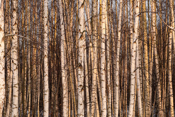 Sunny birch wood. Tree trunks texture