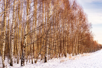 Birch wood at sunny frosty winter morning