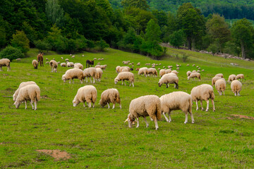 Fototapeta na wymiar Sheep pasture near Muran in a Slovakian mountain
