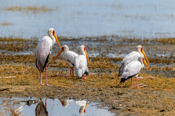 wildlife at lake Manyara in Tanzania
