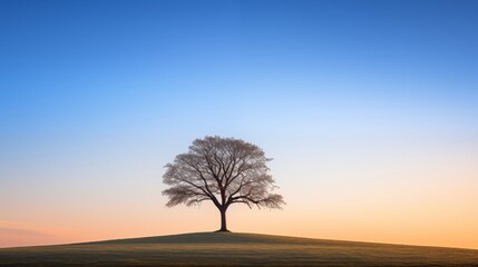 Silhouette of a lonely tree on a hill