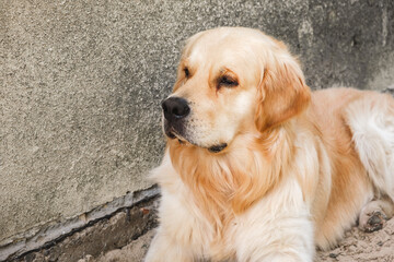 Sad golden retriever dog lying in the shadow of backyard looking at camera. Domestic pet. The kindest breed. The best friend concept. Big puppy. Animals lifestyle. Calm animal behaviour. Yearning pet