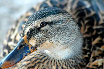 Mallard Duck profile