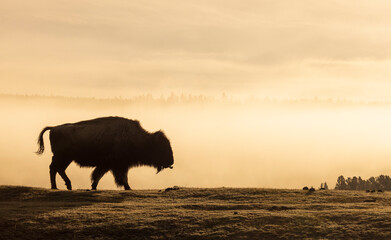 Bison Silhouetted at Sunrise in Yellowstone National Park