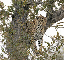 Photo of leopard on a tree in park