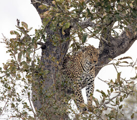 Photo of leopard on a tree in park