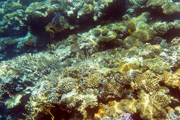 A view of coral reef in Sharm El Sheik