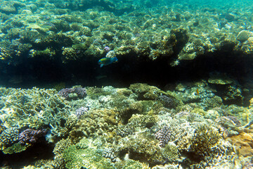 Naklejka na ściany i meble A view of coral reef in Sharm El Sheik
