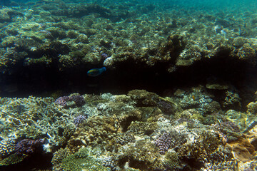 Naklejka na ściany i meble A view of coral reef in Sharm El Sheik