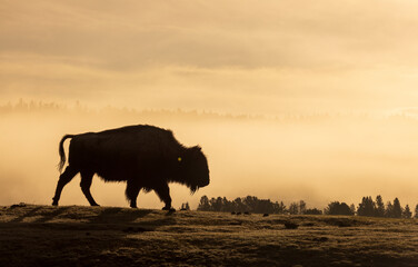 Bison Silhouetted at Sunrise in Yellowstone National Park