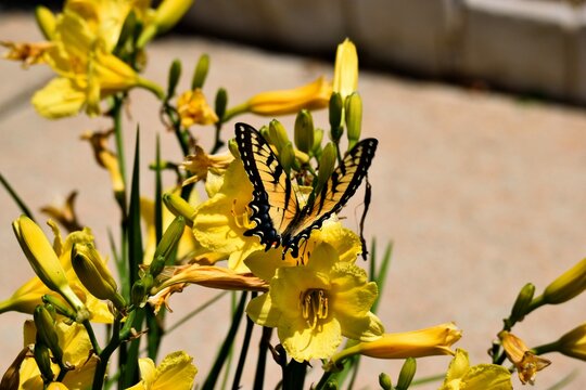 yellow butterfly on a flower