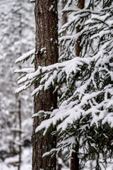 Fototapeta premium spruce branches covered with snow in winter forest. shallow depth of field