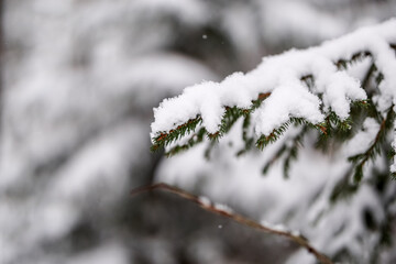 spruce branches covered with snow in winter forest. shallow depth of field