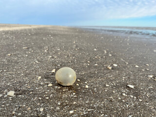 Fototapeta na wymiar Eggs of giant gastropod on the beach in Argentina coast. Eggs with small snails inside. Abstract object on the beach. 