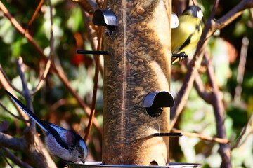 Schwanzmeise am Futtersilo (2)