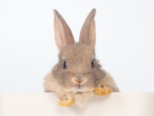 Head and face of baby gray rabbit looking over a signboard on white background.