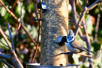 Naklejka premium Haubenmeise am Futtersilo