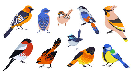 Cute birds. Flying animals. Little goldfinch. Small sparrow. Forest nature fauna. Titmouse or waxwing. Multicolored cartoon birdie. Blue tit. Songbirds flight. Ornithology vector set