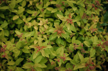 The image is of a butterfly perched on a leafy plant outdoors 5012.