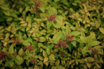 The image is not available 5013.