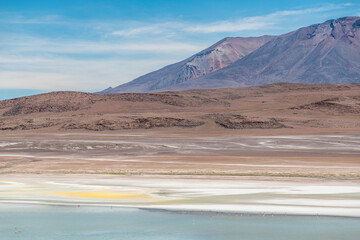 Wild fauna in the red lagoon in the bolivian altiplano