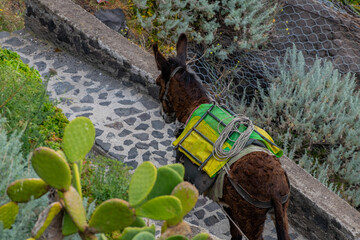 donkeys from the island of Stromboli