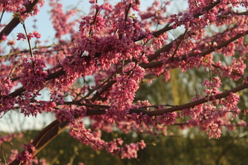 Red Bud, tree blossom