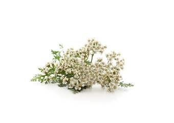 Beautiful yarrow flowers.