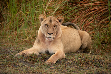 Lion