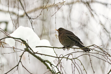 A hungry blackbird sitting on a branch in the frost and winter, Czech Republic, Europe